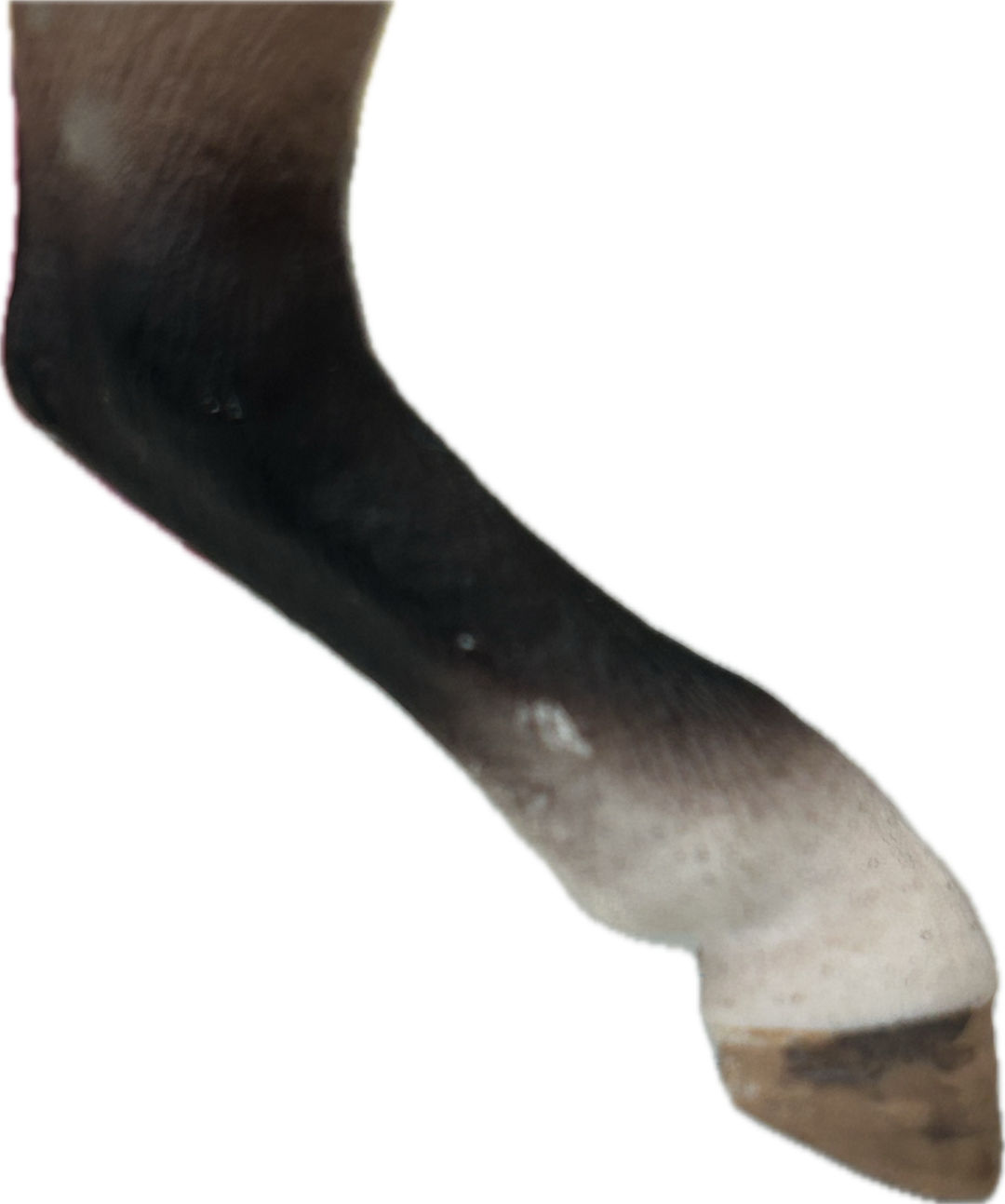 Schleich Andalusian Mare - New!