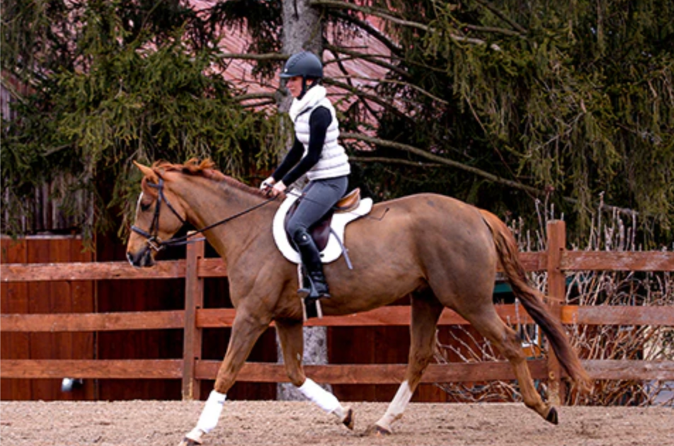 Back on Track Teddy Saddle Pad - Full - New!