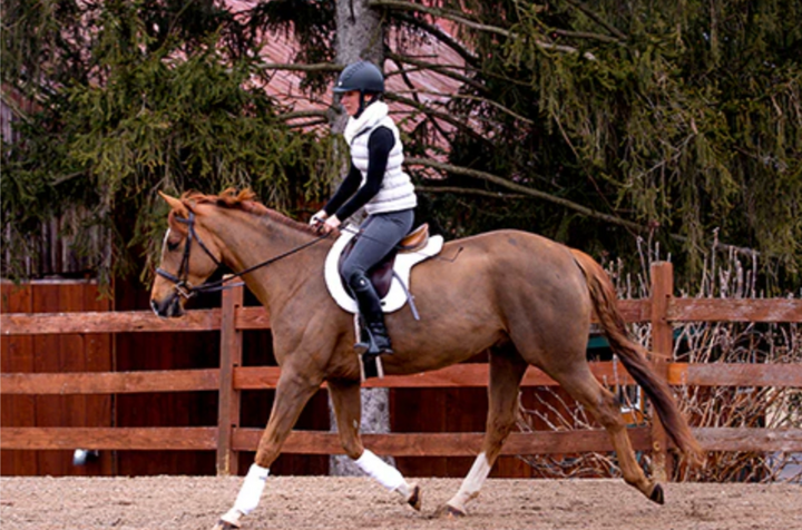 Back on Track Teddy Saddle Pad - Full - New!