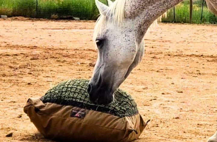 Hay Pillow® Slow Feeder Hay Bag - New!
