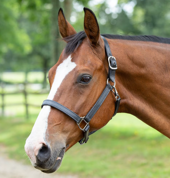 SmartPak Leather Halter - Horse