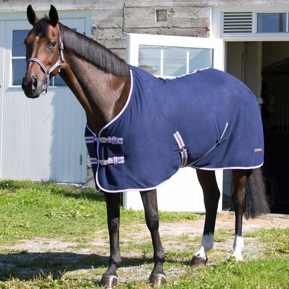 Horse Clothing – The Show Trunk